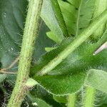 Hieracium amplexicaule Rinde
