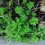 Galium verrucosumFrunză