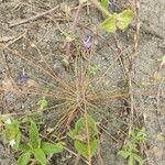 Bulbostylis barbata Hoja