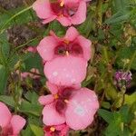 Diascia barberae Lorea