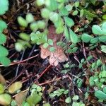 Adiantum venustum Bark