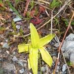 Pinguicula vulgaris叶