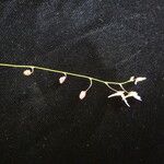 Utricularia striatula Цвят