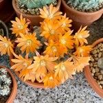 Rebutia heliosa Flower