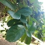 Antidesma venosum Leaf