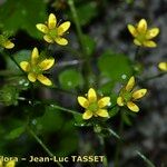 Saxifraga cymbalaria Blüte