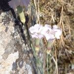 Dianthus sylvestris ᱵᱟᱦᱟ