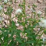 Crassocephalum crepidioides Flower