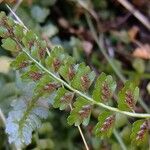 Asplenium viride Outro