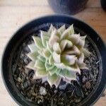 Echeveria × gilva Leaf