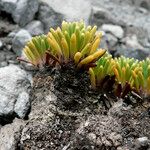 Xenophyllum rigidum Kabuk