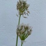 Allium acutiflorum Fleur