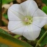 Convolvulus farinosus 花