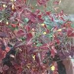 Oxalis hedysaroides Leaf