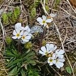 Androsace adfinis Blomma