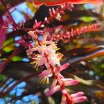 Cordyline fruticosaFlower