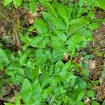 Vaccinium angustifolium Blad