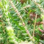 Erica tetralix Hoja