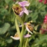 Ophrys apifera फूल