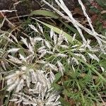 Eragrostis minor Cvet