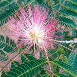 Albizia julibrissinFleur