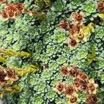 Saxifraga marginata Hoja
