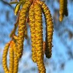 Ostrya carpinifolia Цвят