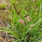 Polygala amboniensis Flor