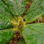 Rhododendron glischrum Hoja