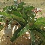 Cyphostemma seitzianum Hábito