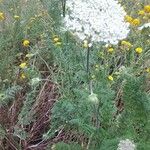 Daucus pusillus Leaf