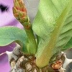 Euphorbia hislopii