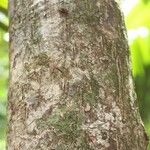 Manilkara bidentata Corteza