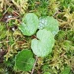 Homogyne alpina Leaf