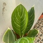 Aglaonema nitidum Leaf