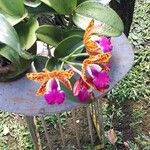 Cattleya tigrina