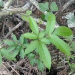 Causonis japonica Feuille