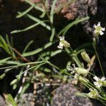 Silene douglasii Fleur