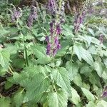 Scutellaria columnae Folio