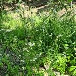 Erigeron strigosus Fula