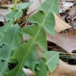 Taraxacum sect. Taraxacum Leaf