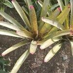 Neoregelia spectabilis Leaf