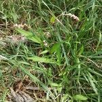 Persicaria mitis Habit