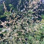 Agrostis gigantea Λουλούδι