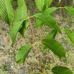 Acer carpinifolium Likasa