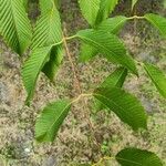 Acer carpinifolium Leaf