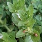 Gratiola peruviana Leaf