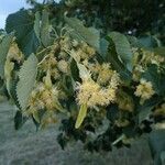 Tilia amurensis Blatt