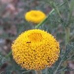 Anacyclus valentinus Maua