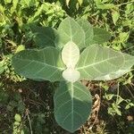 Calotropis gigantea पत्ता